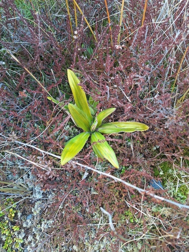 Celmisia spectabilis, photograph 5