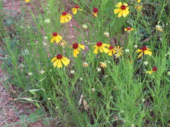 Helenium amarum badium