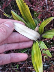 Celmisia spectabilis, photograph (c) Oscar Dove, some rights reserved (CC BY)