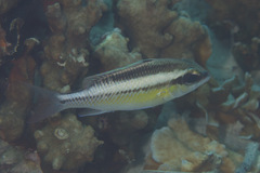 Scolopsis margaritifera
