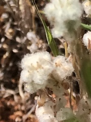 Micropus californicus