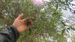 Sideroxylon obtusifolium