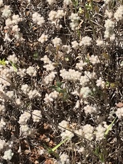 Micropus californicus