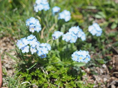 Myosotis graui