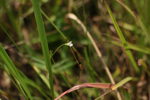 Mitrasacme pygmaea observed 2026-08-17