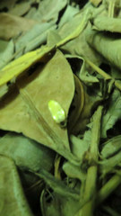 Lamprohiza splendidula