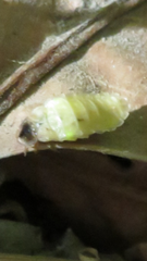 Lamprohiza splendidula