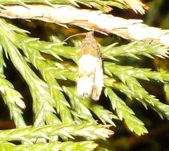 Notocelia rosaecolana