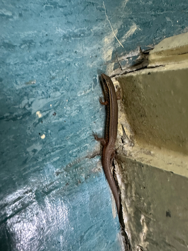 Bowring’s Supple Skink