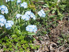 Myosotis graui
