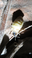 Lamprohiza splendidula