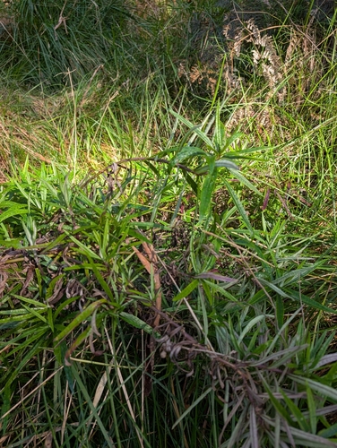 fireweed groundsel