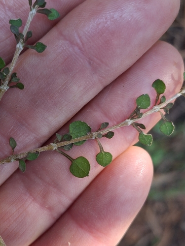 Coprosma virescens, photograph 6