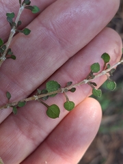 Coprosma virescens, photograph (c) Mel Whiting, some rights reserved (CC BY)