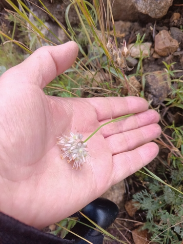 Allium saxatile, photograph 5