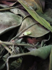 Lamprohiza splendidula