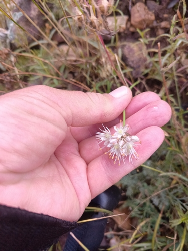 Allium saxatile, photograph 6