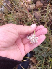 Allium saxatile, photograph (c) Maria Kohanovskaya, some rights reserved (CC BY)