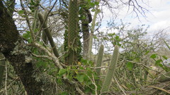 Cleistocactus baumannii