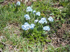 Myosotis graui