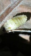 Lamprohiza splendidula