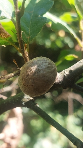 Aphelonyx cerricola