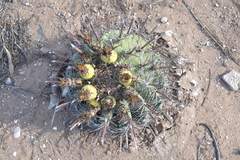 Ferocactus herrerae