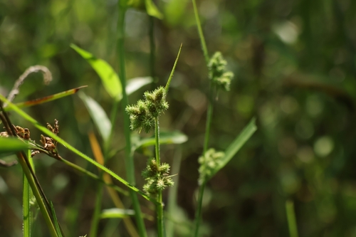 Fuirena ciliaris observed 2026-08-17