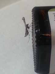 Anstenoptilia