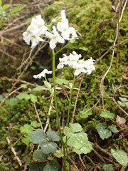 Cardamine trifolia