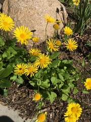 Doronicum