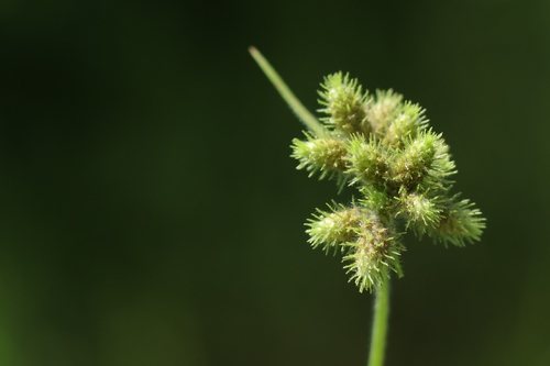 Fuirena ciliaris observed 2026-08-17