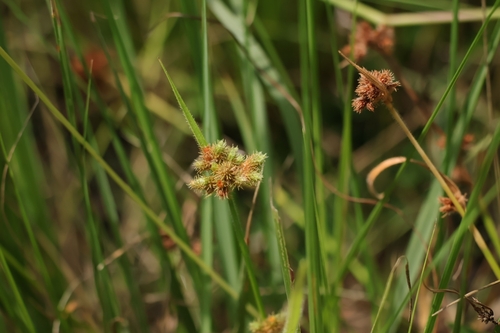 Fuirena ciliaris observed 2026-08-17