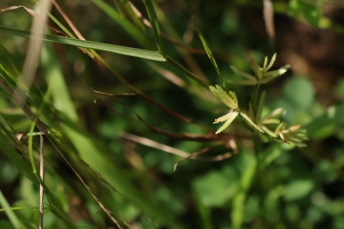Cyperus pumilus observed 2026-08-17