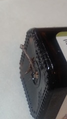 Anstenoptilia