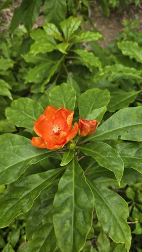 Rose Cactus