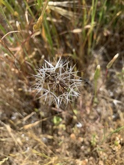 Uropappus