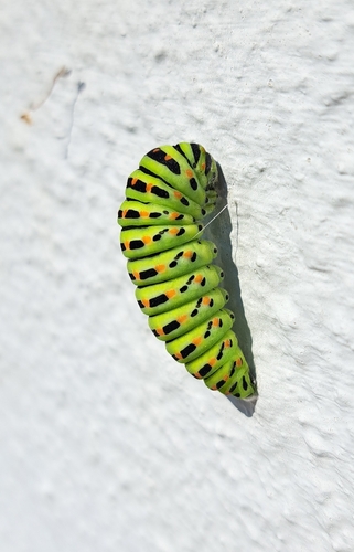 Old World Swallowtail