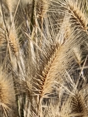 Hordeum marinum, photograph (c) Diego Rodríguez Hernández, some rights reserved (CC BY)