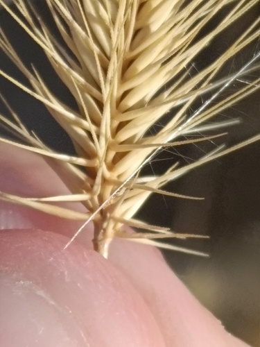 Hordeum marinum, photograph 5