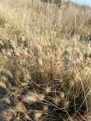 Hordeum marinum, photograph (c) Diego Rodríguez Hernández, some rights reserved (CC BY)