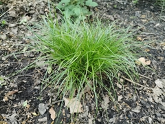 Carex remota
