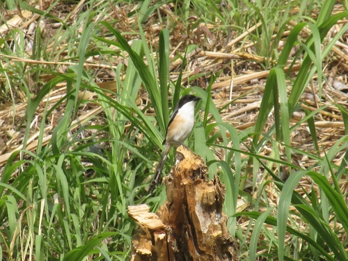 Long-tailed Shrike