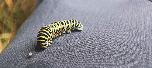 Old World Swallowtail