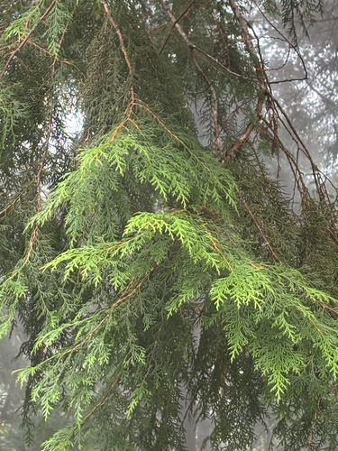Chamaecyparis formosensis, 2026-08-17