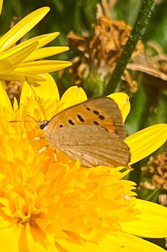 Small Copper