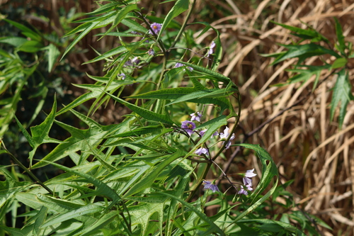 Solanum aviculare, photograph 5