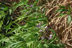 Solanum aviculare, photograph (c) Greg Tasney, some rights reserved (CC BY-SA)