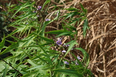 Solanum aviculare, photograph (c) Greg Tasney, some rights reserved (CC BY-SA)
