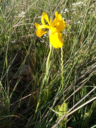 Image of Iris juncea by (c) Karim Haddad, some rights reserved (CC BY)